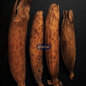 Graines de Paix (Jujube)